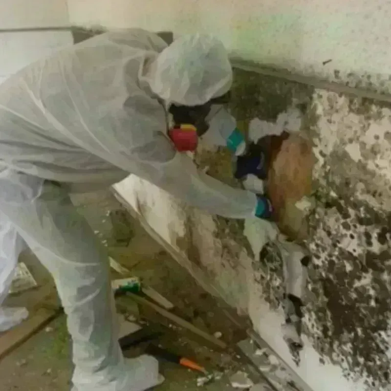 Mold Remediation and Removal in Castle Dale, UT